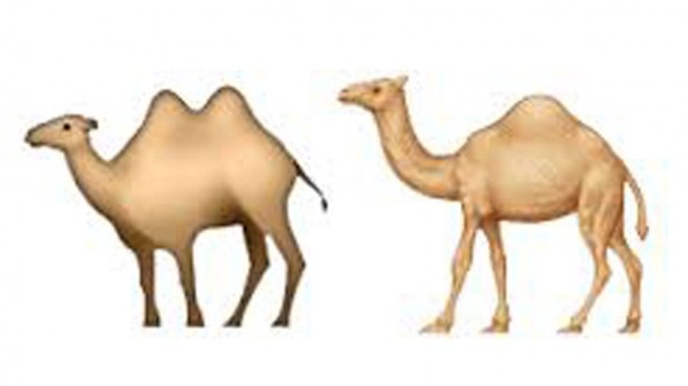 camels