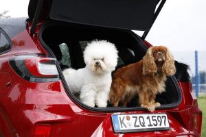 Ford, Dünya Köpek Günü’nü pop-up mobil köpek bakım salonuyla kutluyor