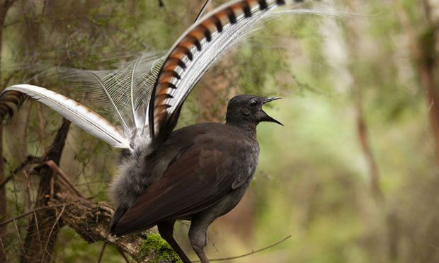 Picture Shows: Superb Lyrebird Menura Novaehollandiae singing