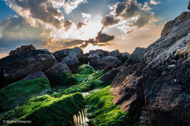 Nature shots in Tel Aviv with the Sony 24-70mm f/2.8 GM II