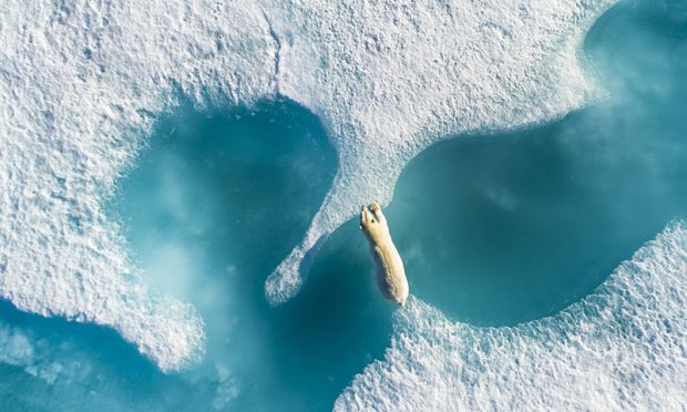 Au-dessus de l'ours polaire (ursus maritimus) qui traverse la banquise en été, dans un fjord au alentour de l'île Baffin au nord du Canada, Nunavut, Amérique du Nord.<br /> Above the polar bear (ursus maritmus) leaping the ice, during summer around Baffin Island, in Canada, Nunavut, North America.