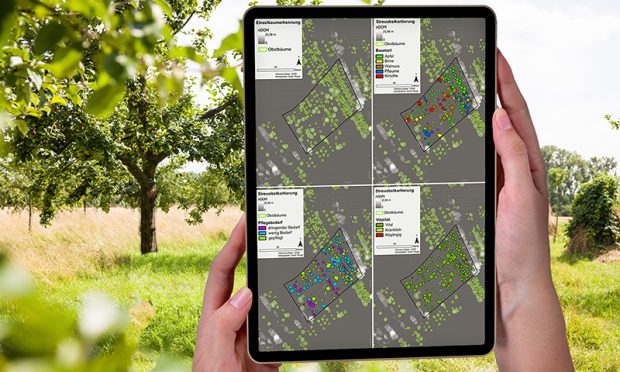 The results of the orchard mapping graphically depict the types of trees, their vitality levels and their care needs. (© Heidelberg University of Education)