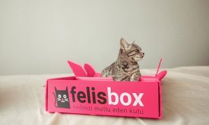 Felis Box ile kedini mutlu et!