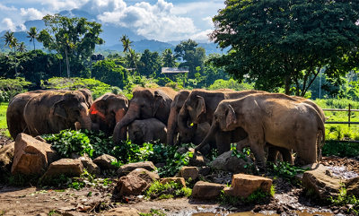 Sri Lanka Turu: Egzotik Bir Tatil Planlamak İsteyenlere Rehber